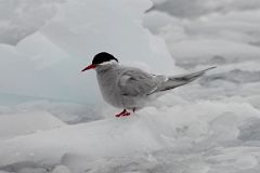 04A Antarctic Tern Bird On The Ice In The Water Near Danco Island On Quark Expeditions Antarctica Cruise